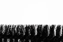 Krtača PEATY'S  Detailer Brush