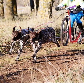 Za pasjeljubce in mushing